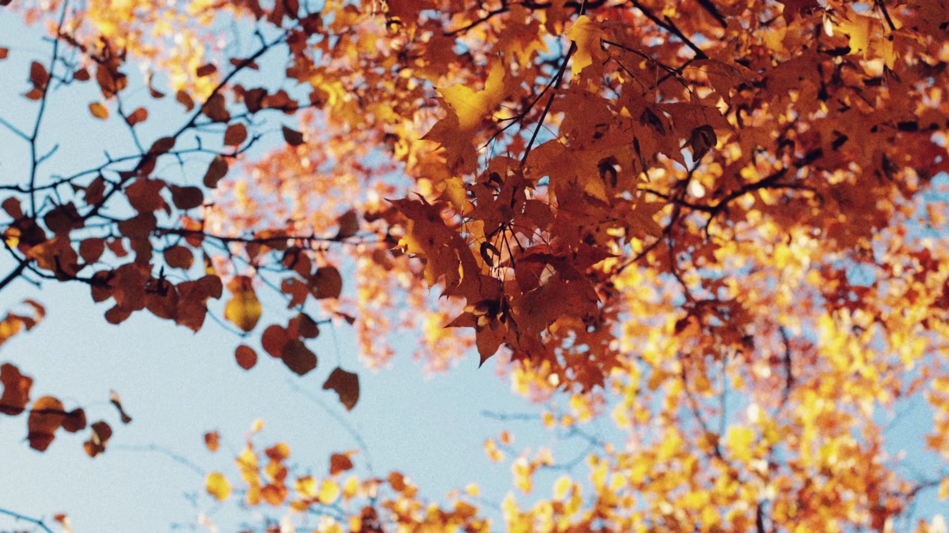 地坛红叶(Red Leaves in Ditan Park)