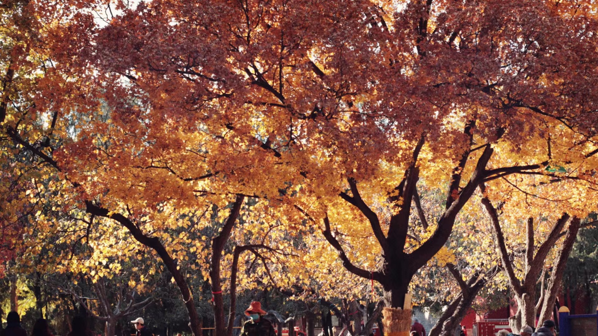 秋日的地坛 (Ditan park in Autumn)