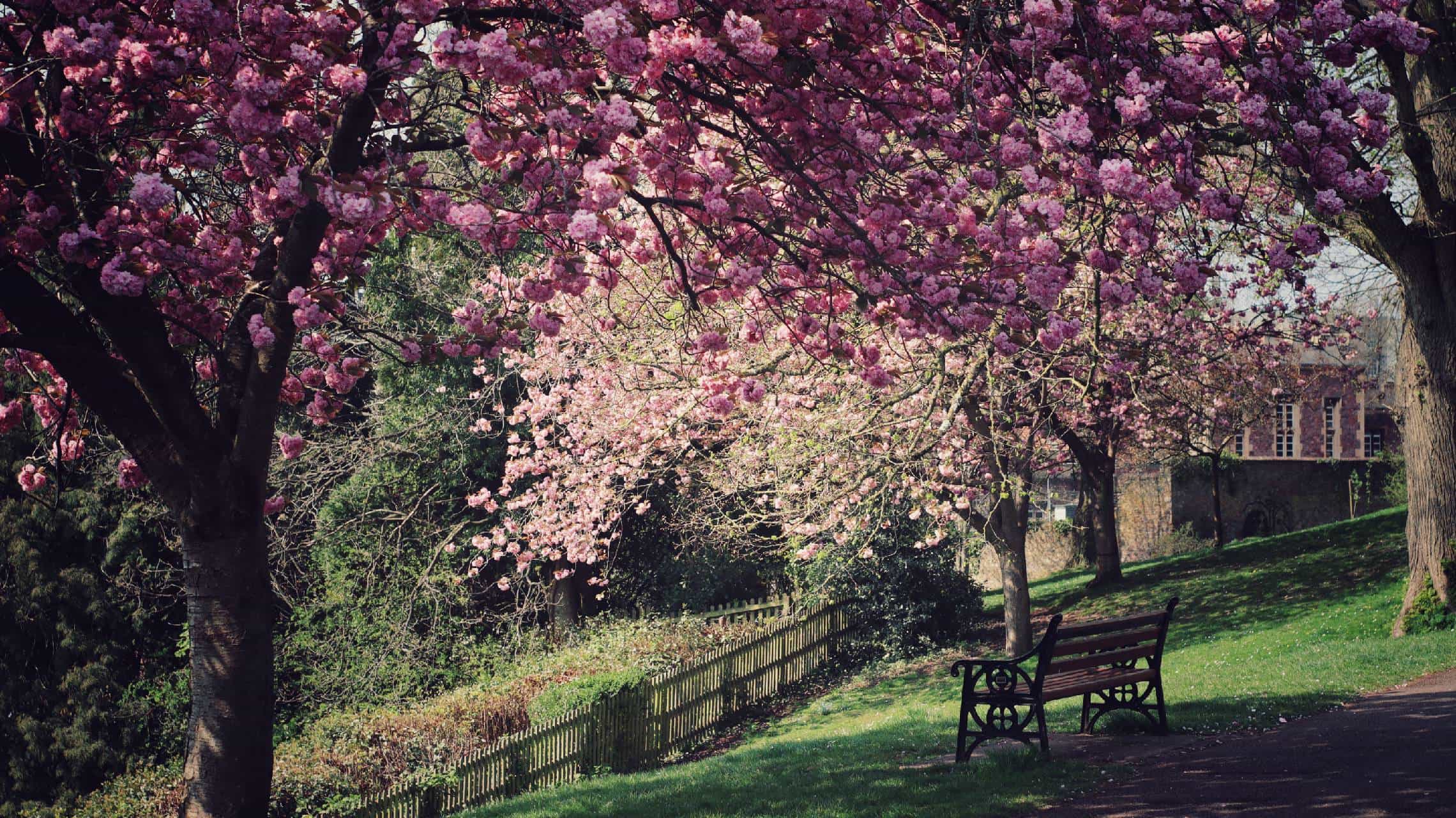 A Chair in Spring